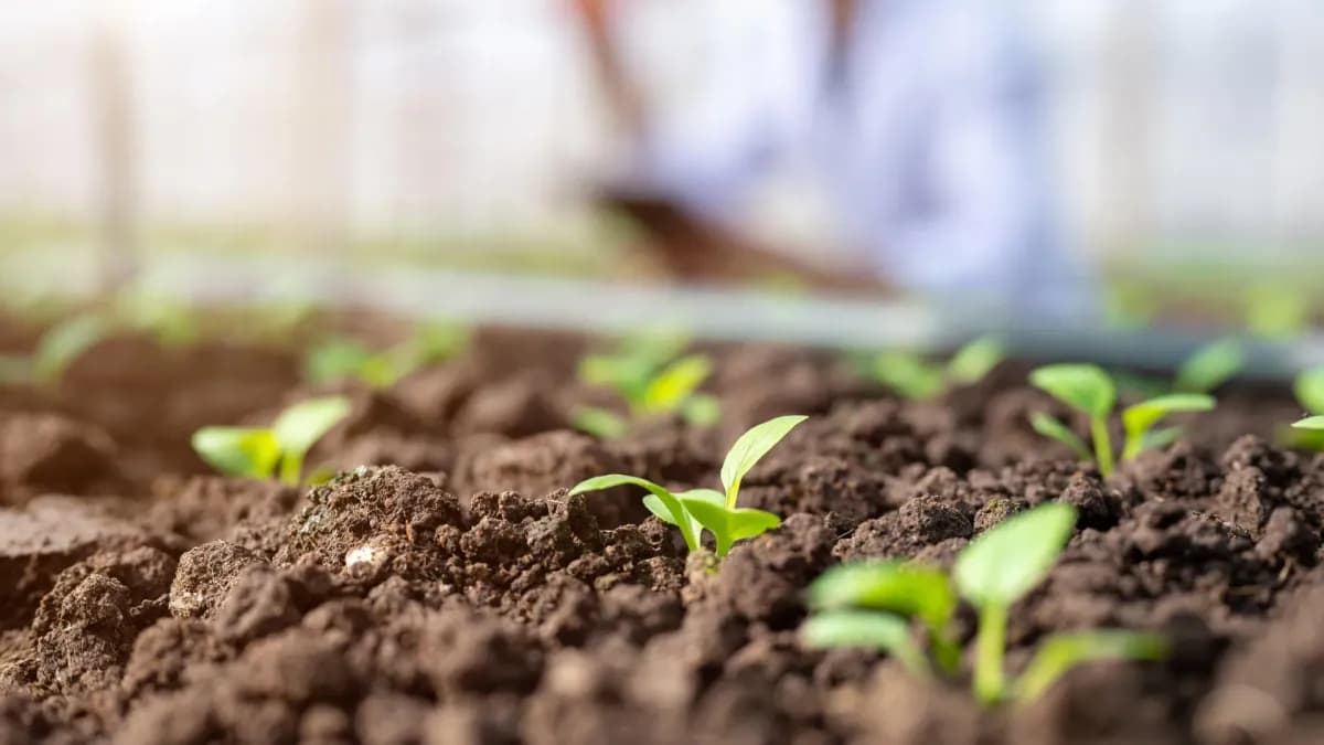 Nuevo método para medir fósforo en el suelo podría mejorar la agricultura sostenible