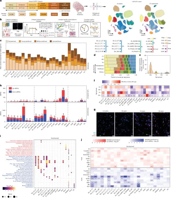 Atlas transcriptómico de la vida útil del córtex prefrontal humano