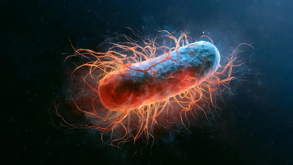 Bacterias magnéticas aumentan la vida útil de los gusanos C. elegans en un 43%