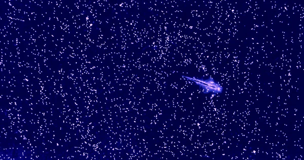 Los camarones de sal revelan un nuevo entendimiento sobre la turbulencia