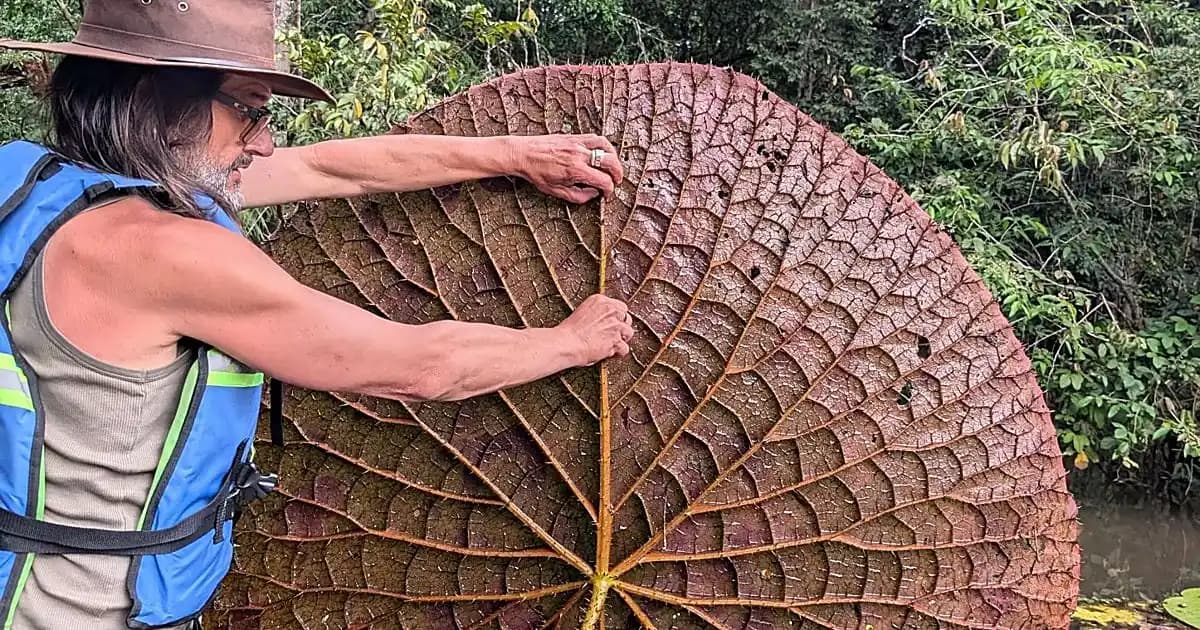 Descubrimiento de una nueva especie de nenúfar gigante en Colombia